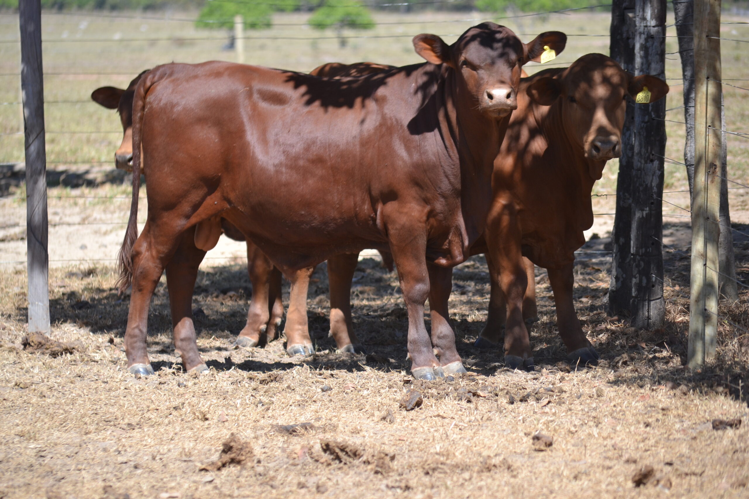 Gado Senepol Roma Agroflorestal