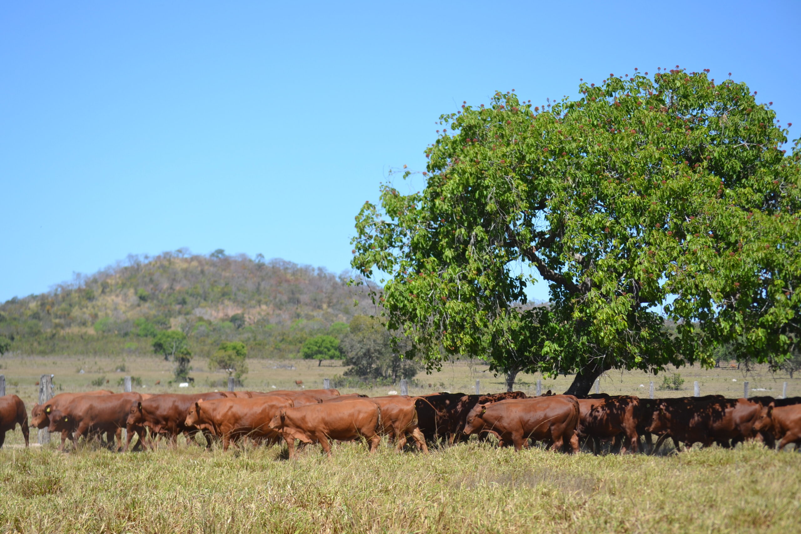 Gado Senepol Roma Agroflorestal