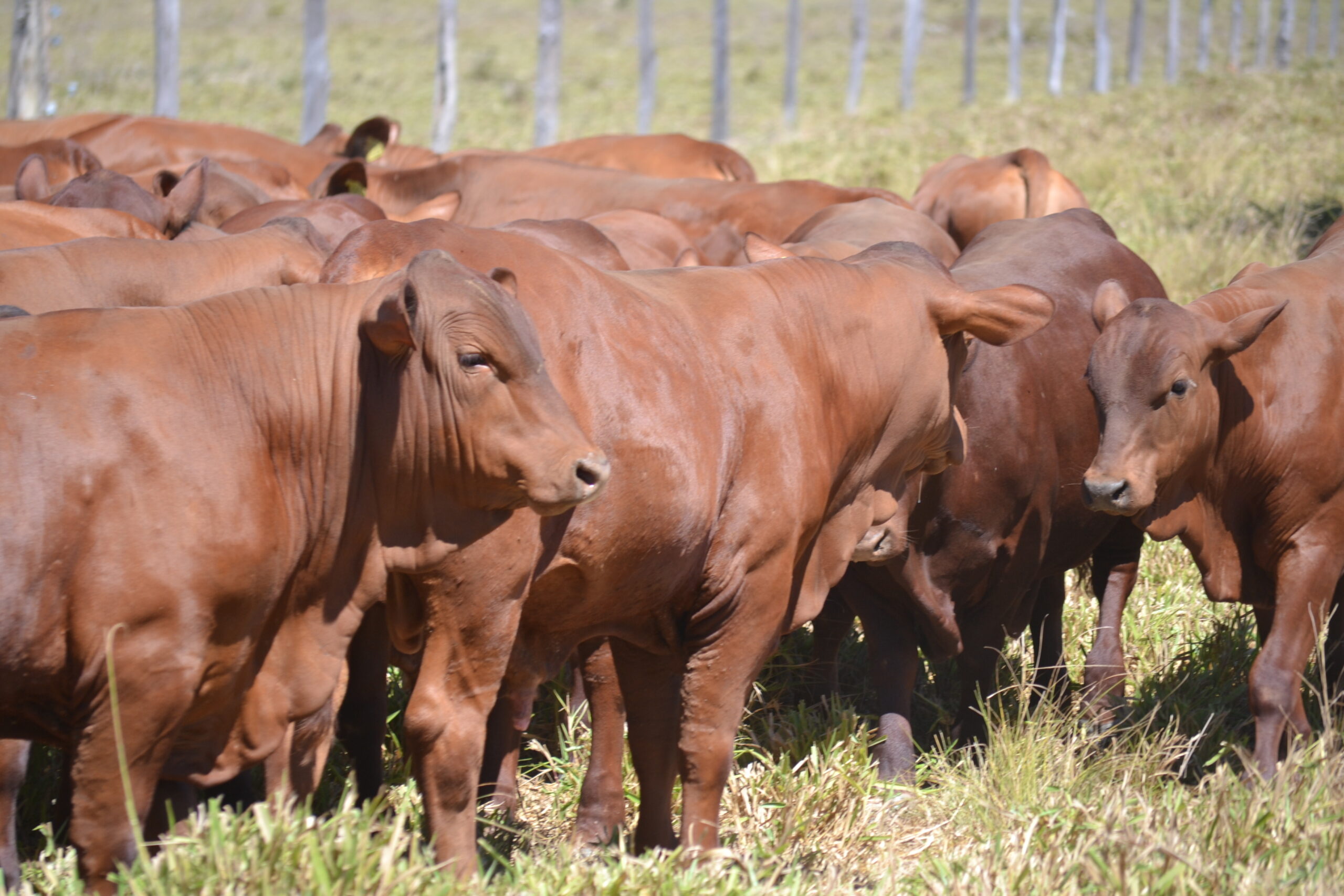 Gado Senepol Roma Agroflorestal