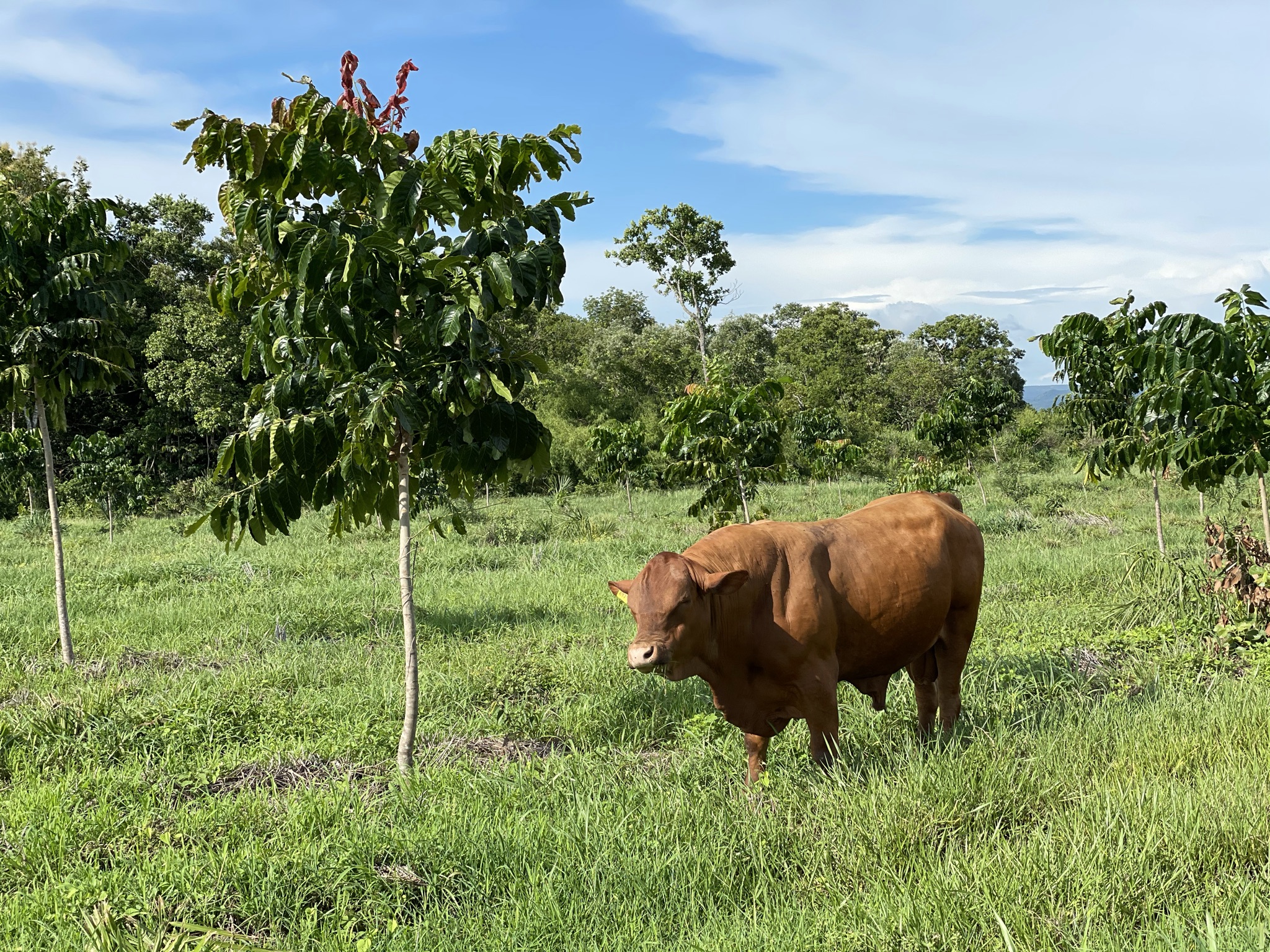 Gado Senepol Roma Agroflorestal