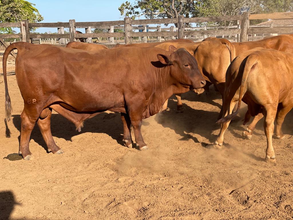 Gado Senepol Roma Agroflorestal